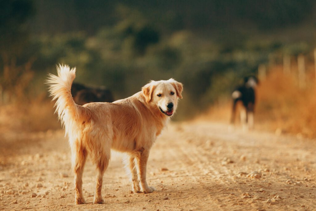 No breed restrictions—just great coverage