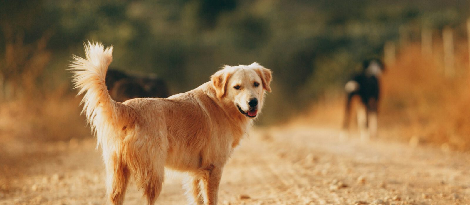 Family dog on a dirt road