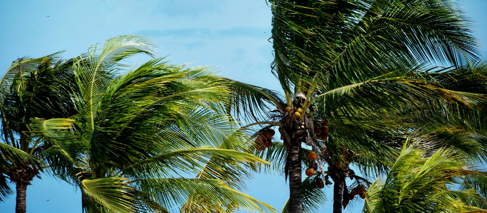 Palm trees being blown by wind