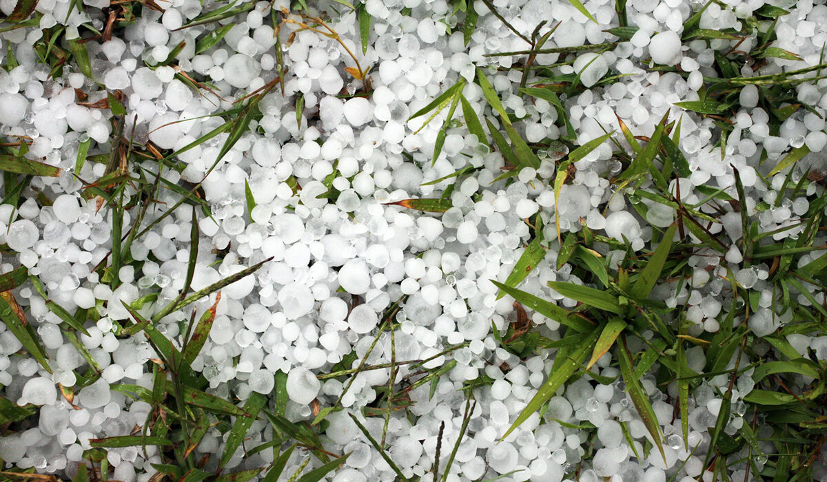 Hail in the grass