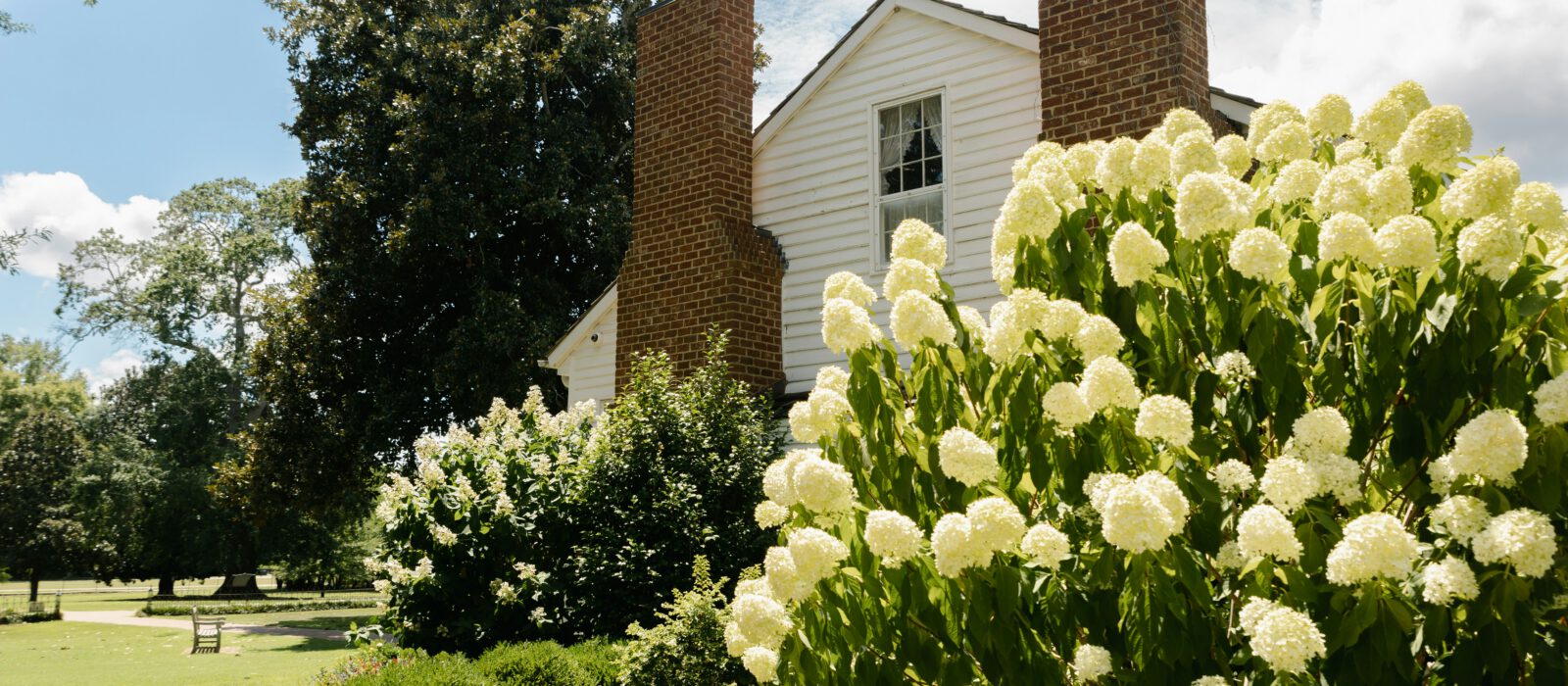 Flowered bush next to a house