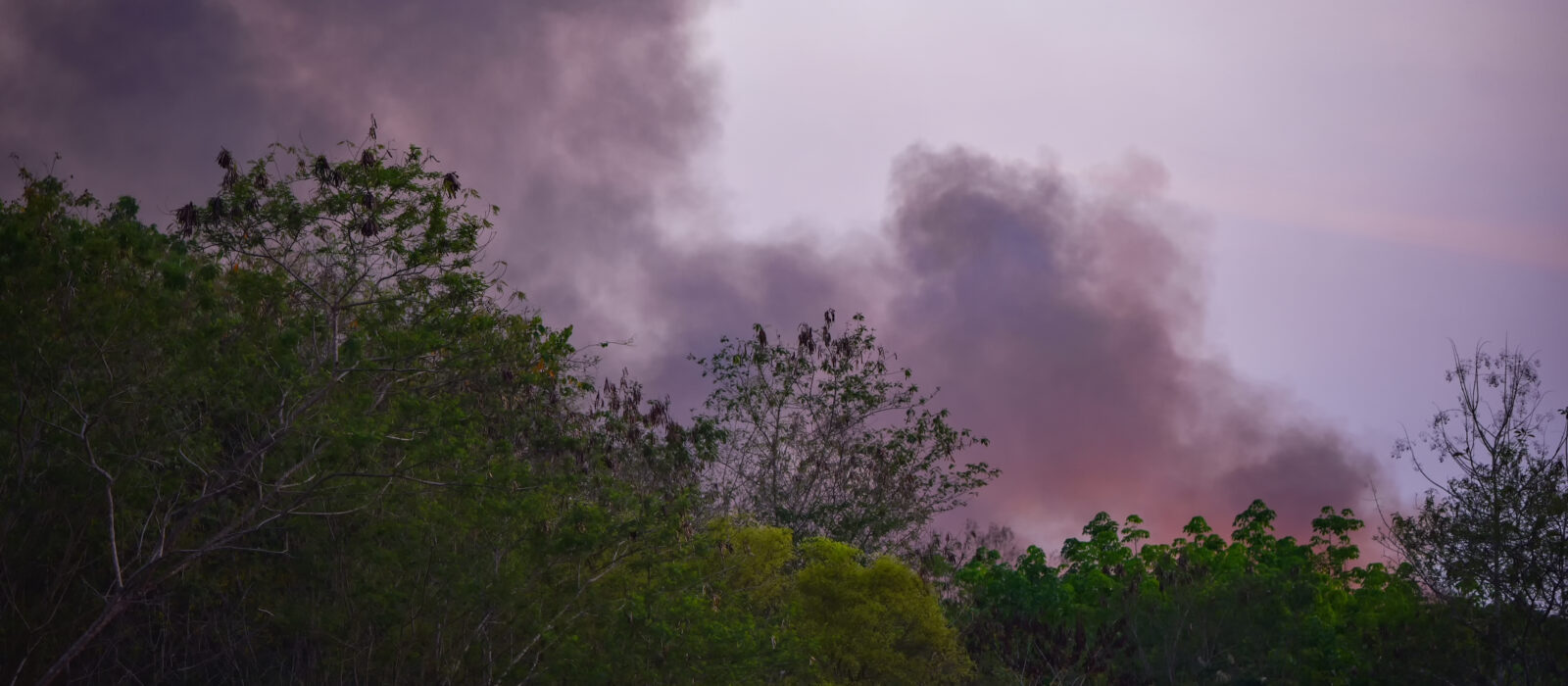 Forest fire